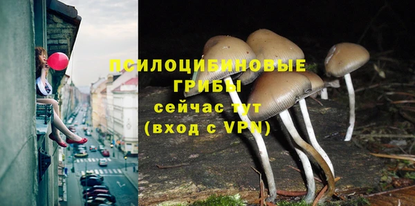 ГАЛЛЮЦИНОГЕННЫЕ ГРИБЫ Медвежьегорск